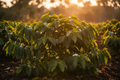 Coffee Plant - small starter plant
