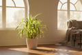 Dracaena
