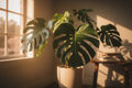 Philodendron Monstera