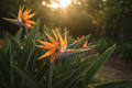 Strelitzia - Birds of Paradise